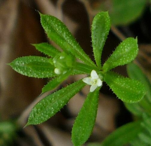 High Resolution Galium aparine Flower